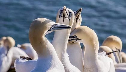 九游网页版-亚冠出局卡帅未来难定 他与新领导郑智如何相处？