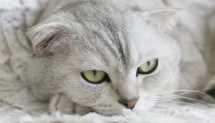 BLG发布对阵JDG/IG赛事Vlog：胜决，我们来了！